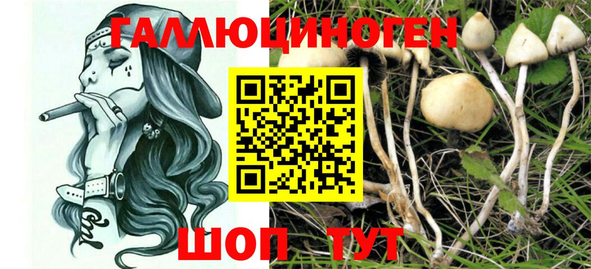 Псилоцибиновые грибы Psilocybe Химки