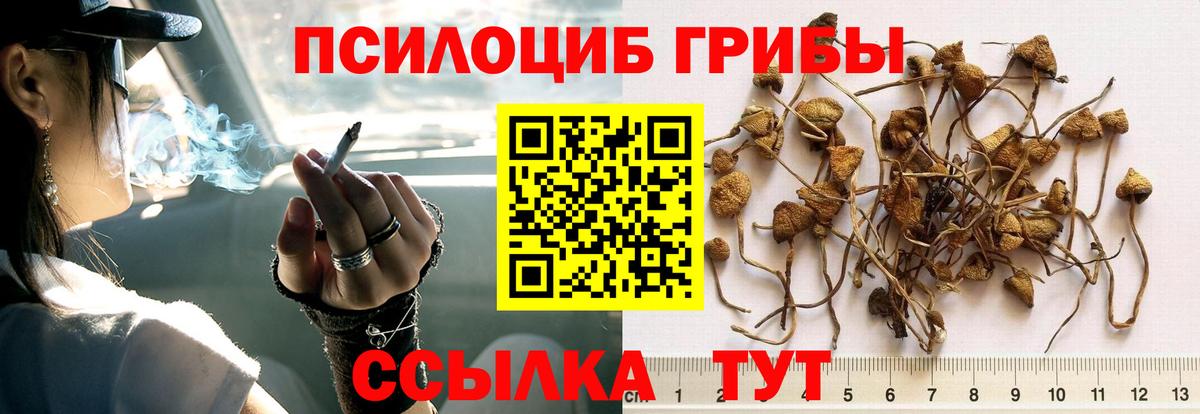 Галлюциногенные грибы прущие грибы  купить наркотик  Химки  Вход с VPN  Псилоцибиновые грибы Psilocybine cubensis 